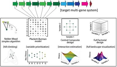 Simulation Modeling to Compare High-Throughput, Low-Iteration Optimization Strategies for Metabolic Engineering